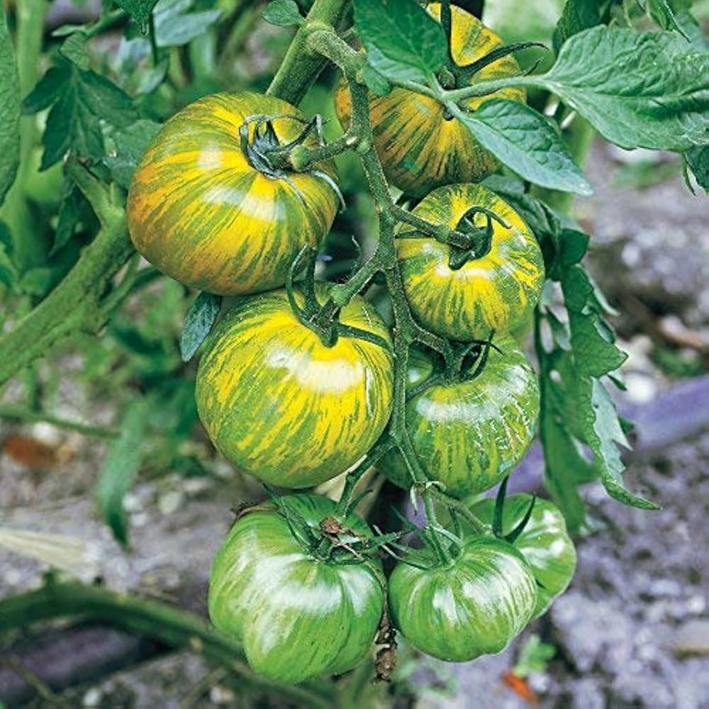 Green Zebra tomato plant grown from seeds with striped green and yellow fruits
